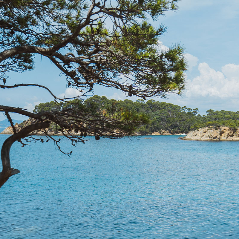 Une vue sur la mer avec en premier plan un arbre.